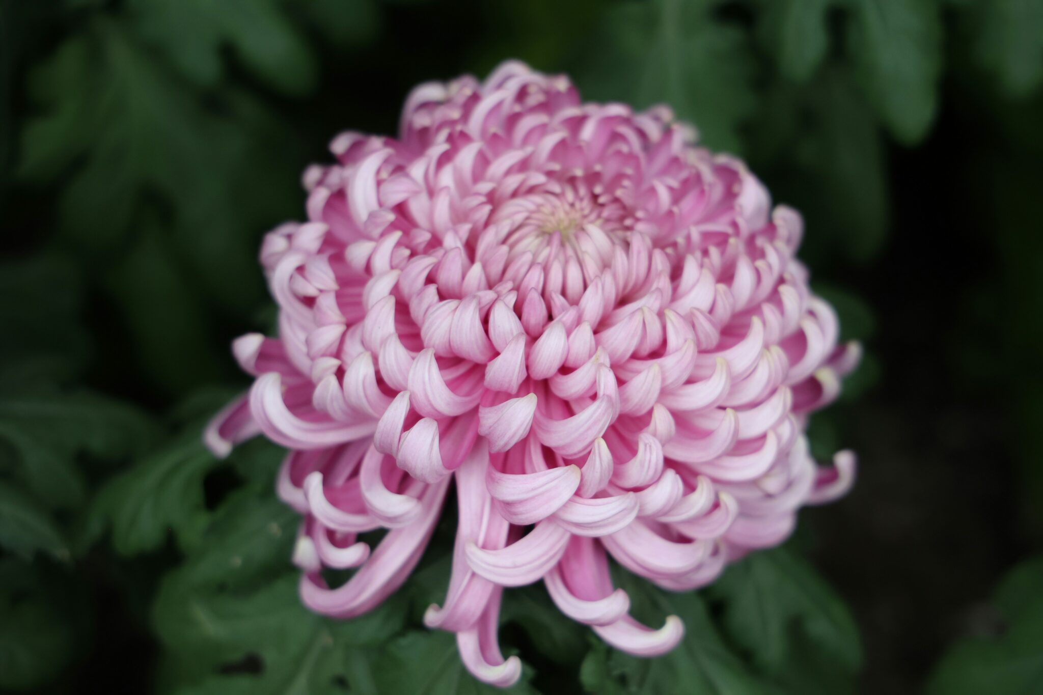 菊の育て方地植えの基本とコツ|初心者でも長く楽しめる花の育て方菊の育て方 | ズボラの憧れ